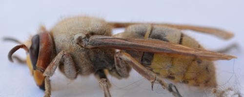 Réf. 342 982 : Vespa crabro